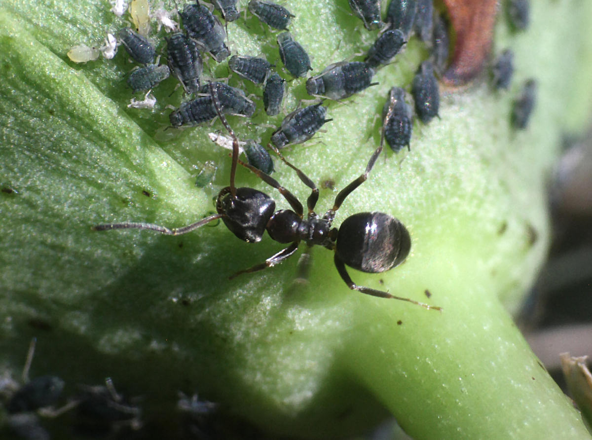 Formica (Lasius sp.) con afidi